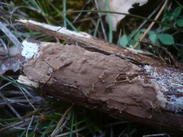 Skórniczek jałowcowy (Amylostereum laevigatum)