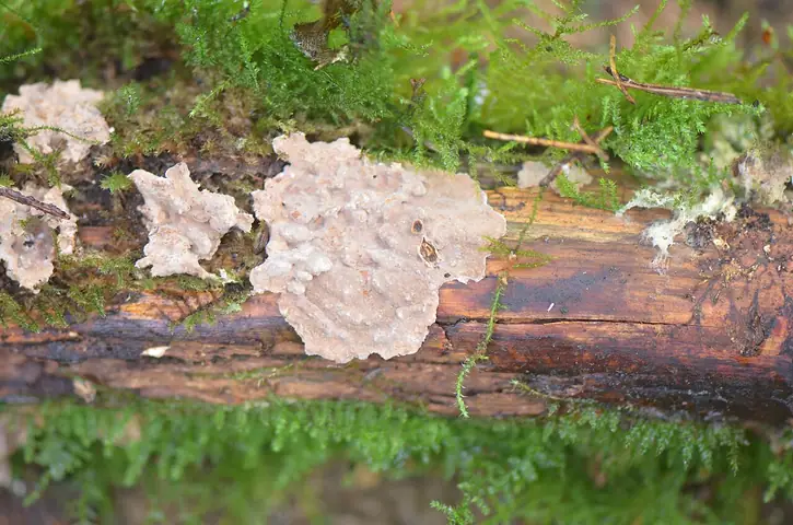 Skórniczek jodłowy (Amylostereum chailletii)