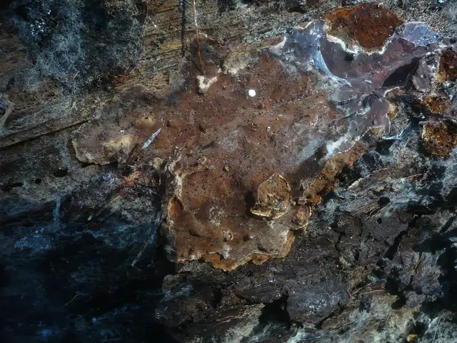 Skórniczek świerkowy (Amylostereum areolatum)