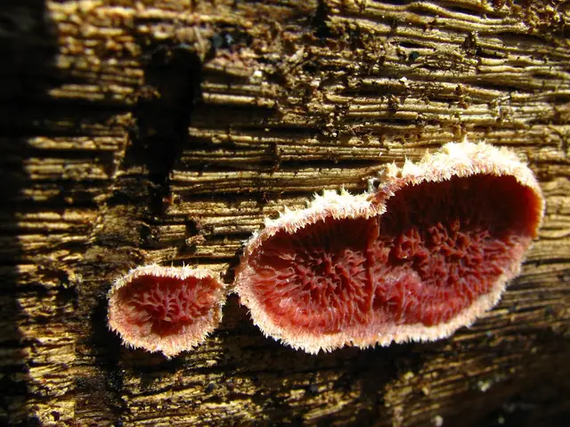 Skórniczka kasztanowobrązowa (Punctularia strigosozonata)