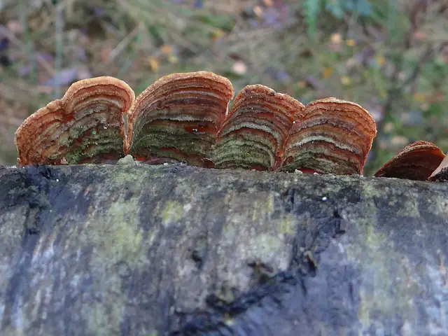 Skórnik aksamitny (Stereum subtomentosum)