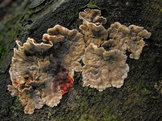 Skórnik krwawiący (Stereum sanguinolentum)