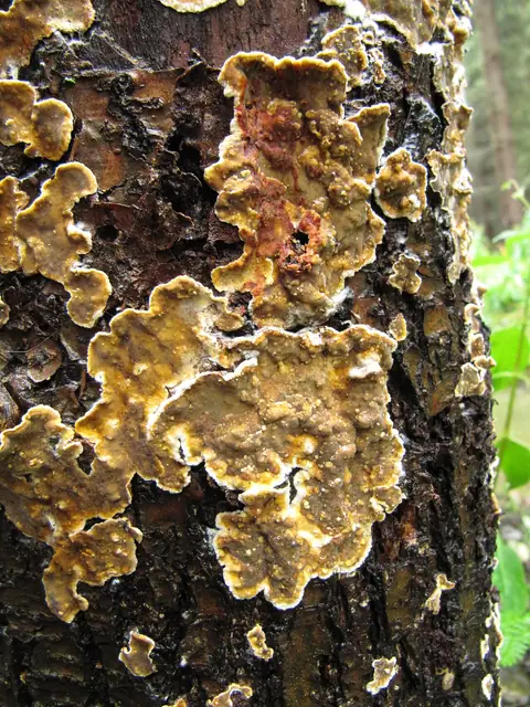 Skórnik pomarszczony (Stereum rugosum)