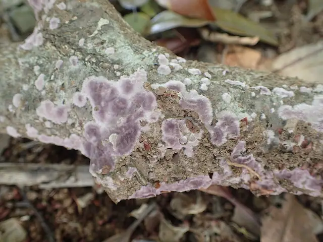 Skórnikowiec purpurowy (Porostereum crassum)