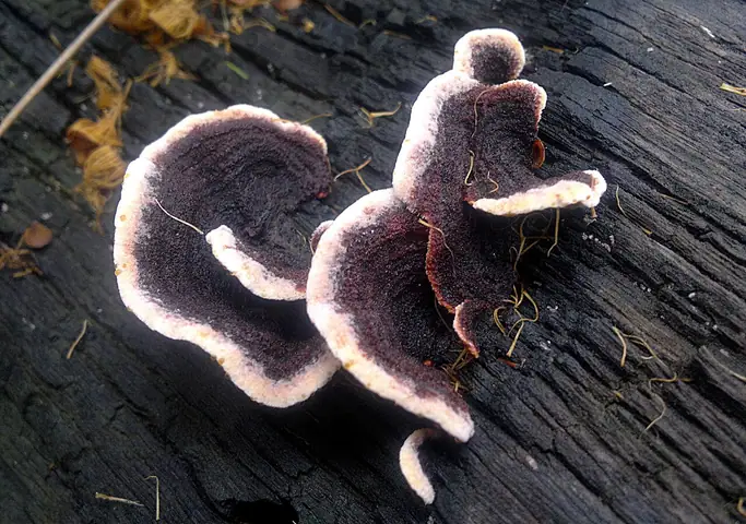 Skórnikówka białobrązowa (Laxitextum bicolor)