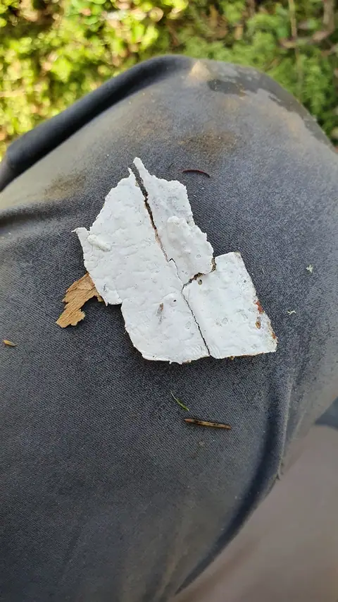 Skórobłonka biaława (Amylocorticium cebennense)