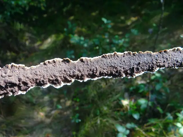 Skórowiec fioletowawy (Veluticeps abietina)