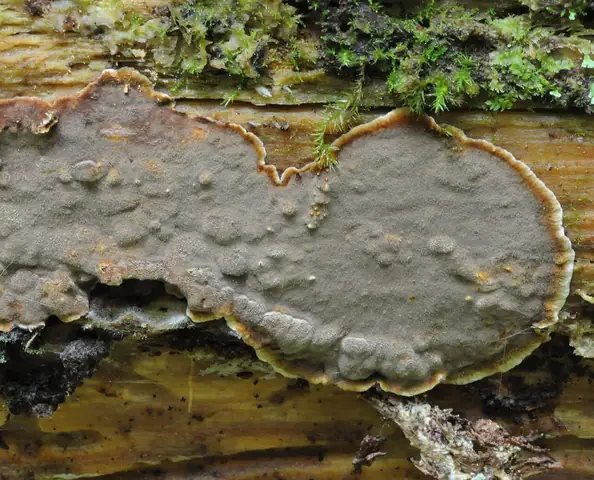 Skórowiec żółtobrązowy (Veluticeps ambigua)