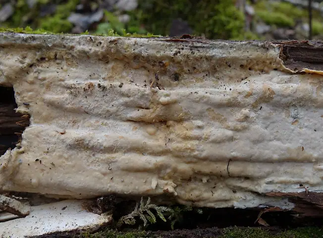 Skórówka mleczna (Scytinostroma galactinum)