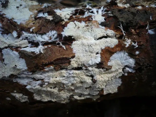 Skorupnik kolczasty (Crustomyces subabruptus)