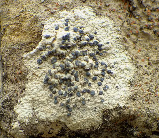 Skorupowiec pstry (Diplotomma alboatrum)