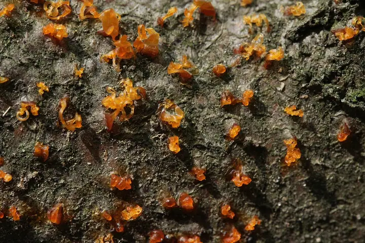 Skrętniczek bukowy (Eutypella quaternata)