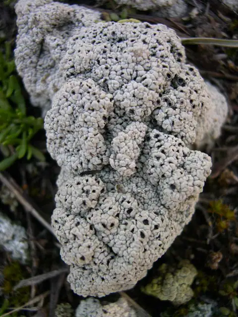 Słojecznica mchowa (Diploschistes muscorum)