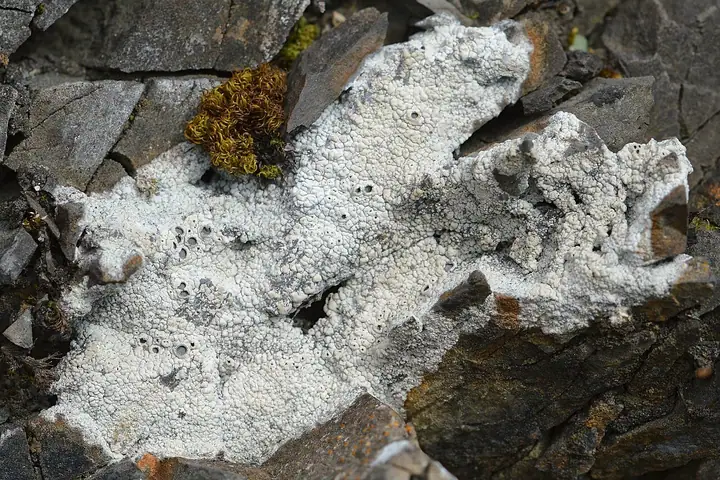Słojecznica pospolita (Diploschistes scruposus)