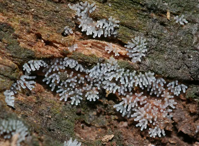 Śluzek krzaczkowaty odm. giętka (Ceratiomyxa fruticulosa var. flexuosa)