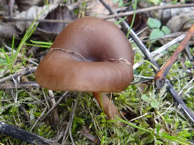 Śluzopępka węglolubna (Myxomphalia maura)