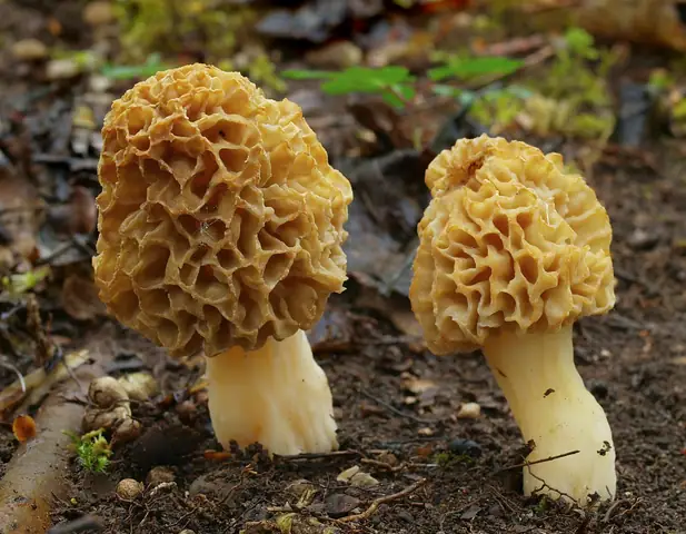 Smardz jadalny (Morchella esculenta)