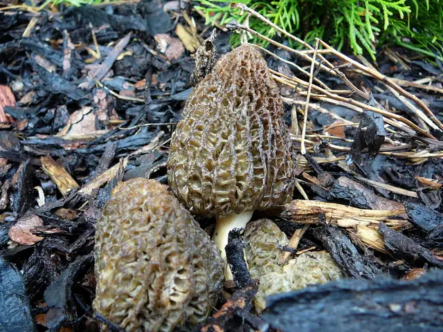 Smardz praski (Morchella pragensis)