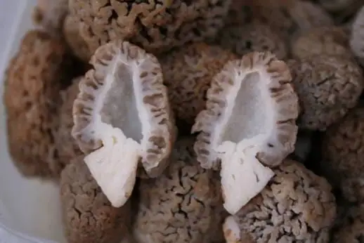 Smardz stepowy (Morchella steppicola)