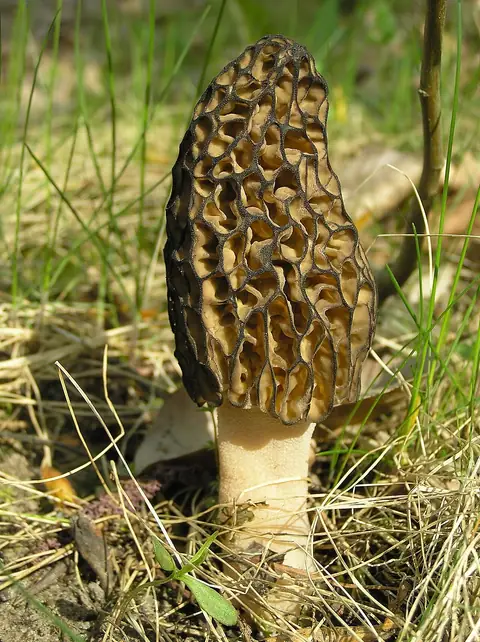 Smardz stożkowaty (Morchella conica)