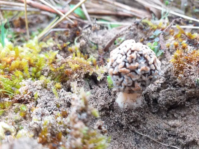Smardz wydmowy (Morchella dunensis)