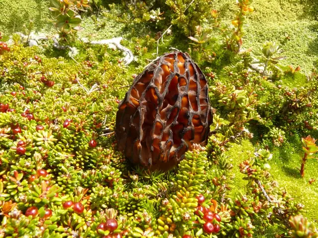 Smardz wyniosły (Morchella elata)