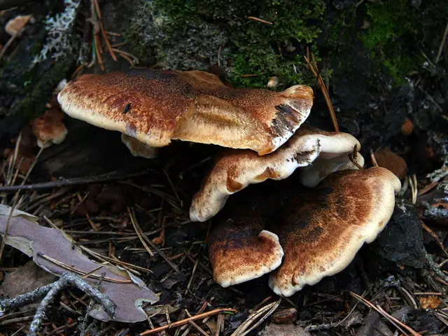 Smolucha świerkowa (Ischnoderma benzoinum)