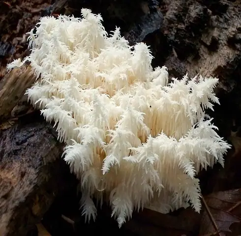 Soplówka bukowa (Hericium coralloides)