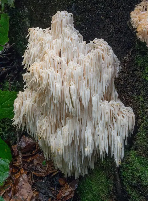 Soplówka jodłowa (Hericium alpestre)