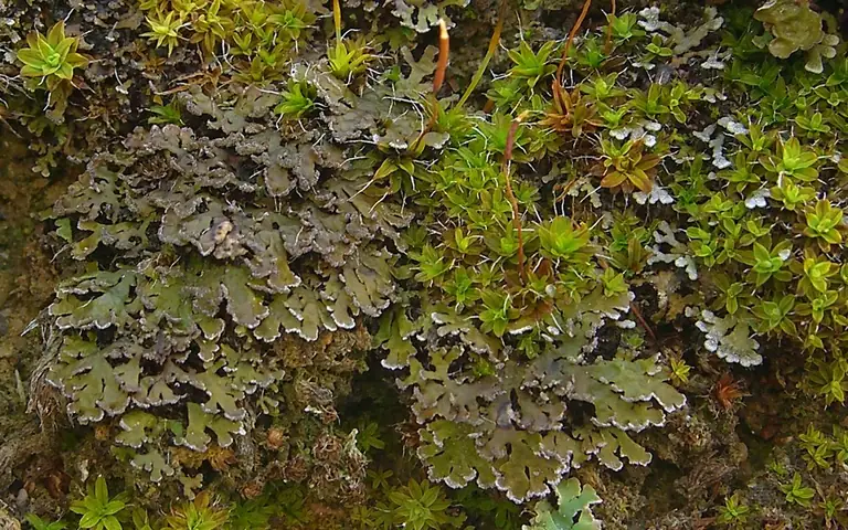 Soreniec dachówkowaty (Physconia perisidiosa)