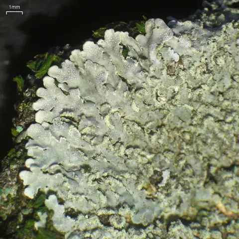 Soreniec żółtawy (Physconia enteroxantha)