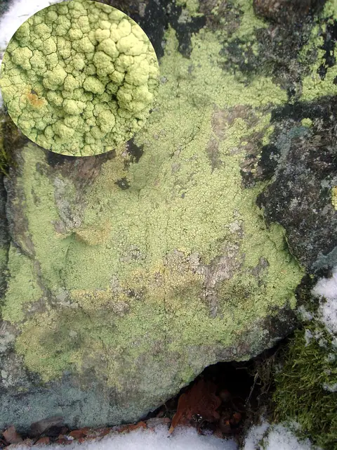 Sorenka jaskrawa (Psilolechia lucida)