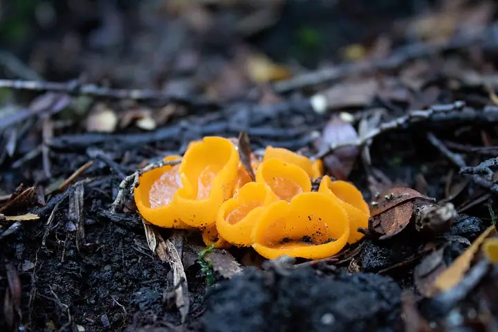Sowerbyella rhenana