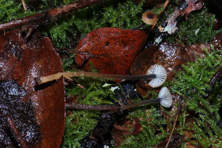 Spinka fioletowotrzonowa (Rickenella swartzii)