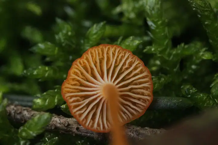 Spinka pomarańczowa (Rickenella fibula)