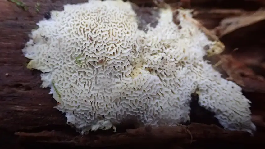 Sprzążkownica białożółtawa (Anomoloma albolutescens)