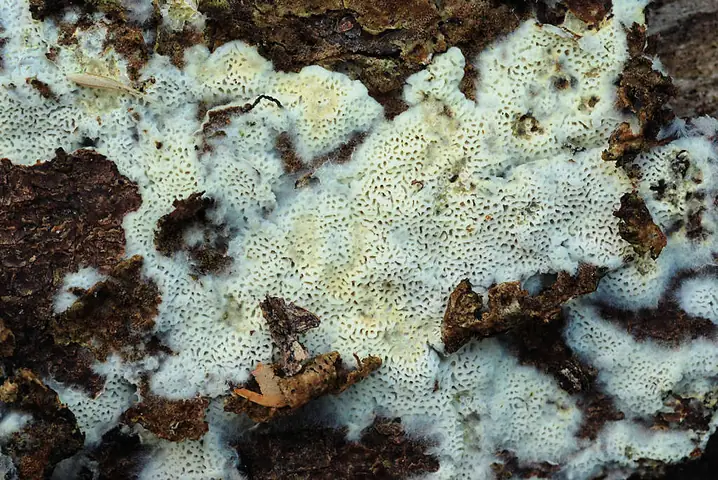 Sprzążkownica jedwabista (Anomoporia bombycina)