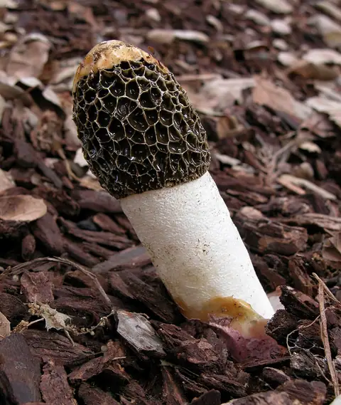 Sromotnik fiołkowy (Phallus hadriani)