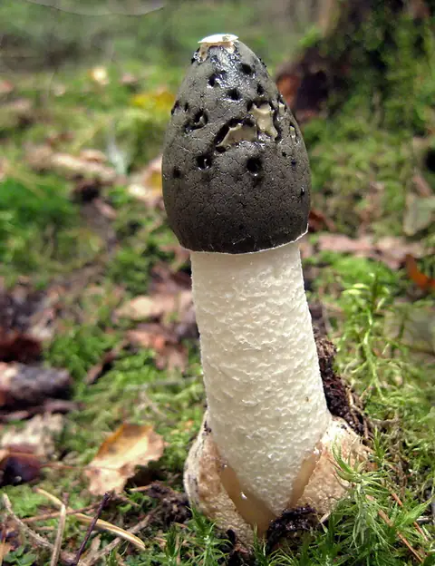Sromotnik smrodliwy (Phallus impudicus)
