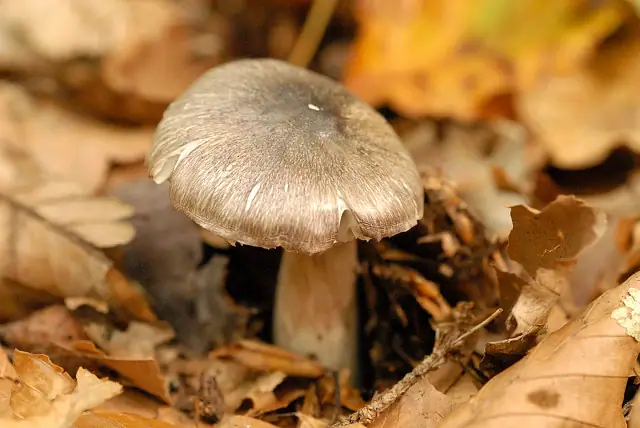 Strzępiak brunatny (Inocybe splendens)
