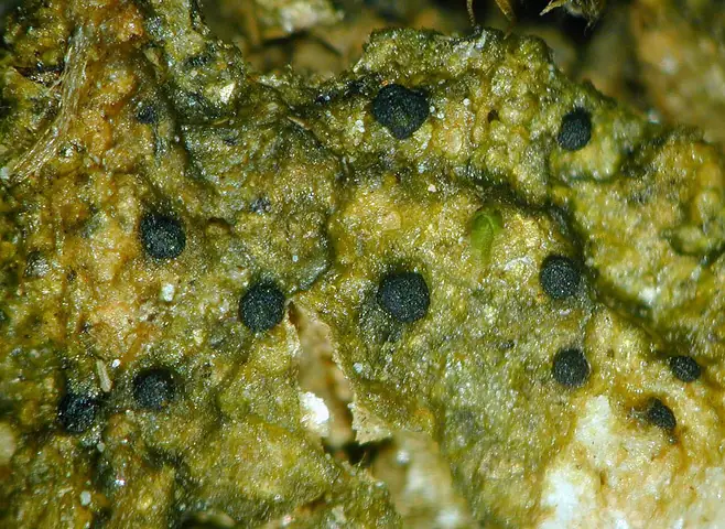 Steinia naziemna (Steinia geophana)