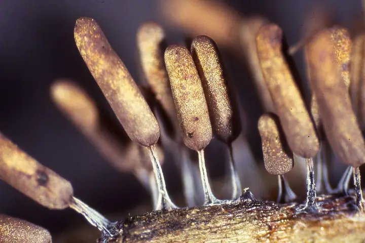 Stemonitopsis spp.