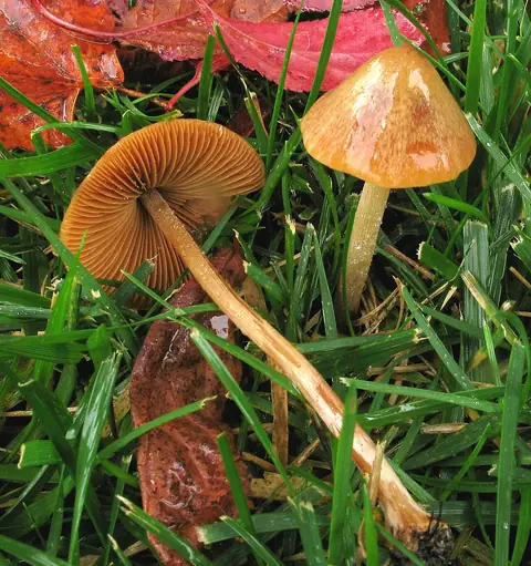 Stożkówka białoochrowa (Conocybe siliginea)