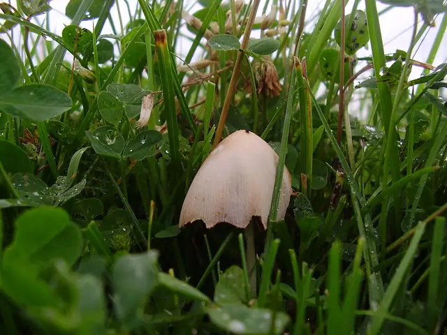 Stożkówka białotrzonowa (Conocybe apala)
