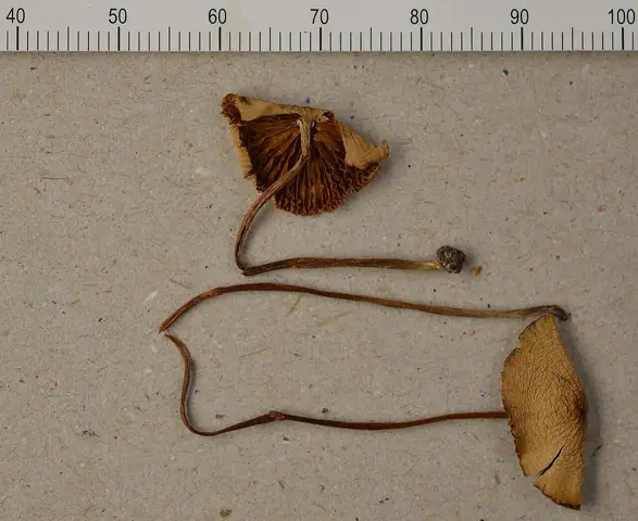 Stożkówka bladawa (Conocybe subpallida)