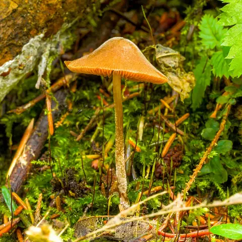 Stożkówka brunatna (Conocybe brunneola)