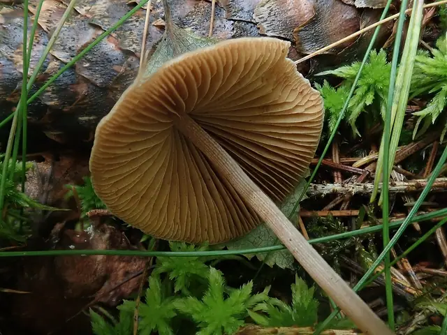 Stożkówka ciemnoobrzeżona (Conocybe fuscimarginata)