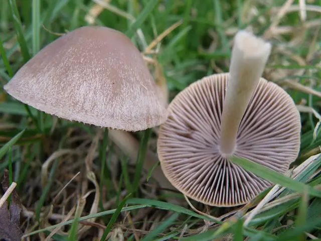 Stożkówka gnojowa (Conocybe rickenii)