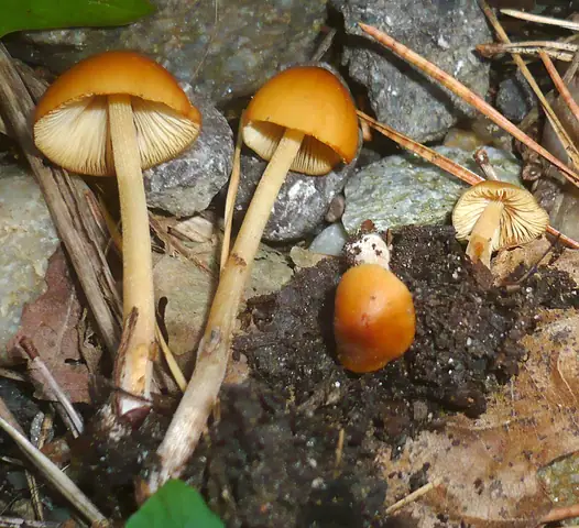 Stożkówka jajowata (Conocybe subovalis)