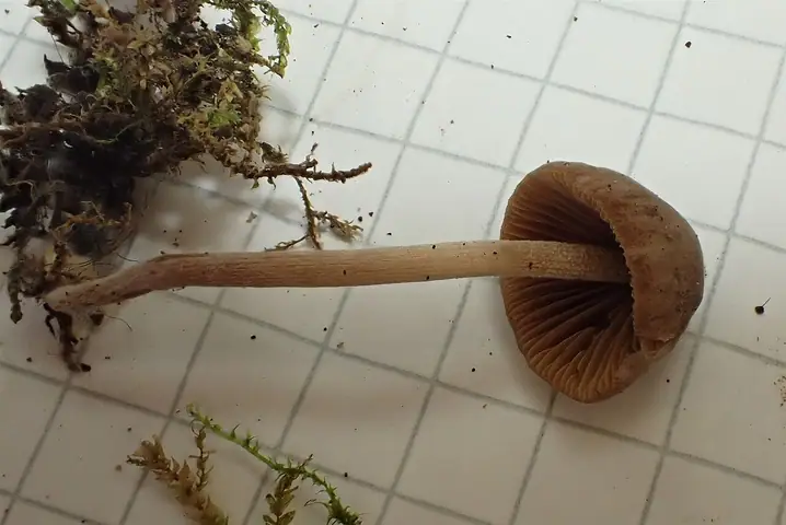 Stożkówka jasnozarodnikowa (Conocybe pallidospora)